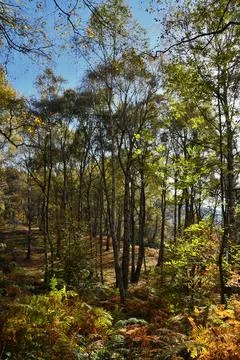 Autumn forest. Stock Photos