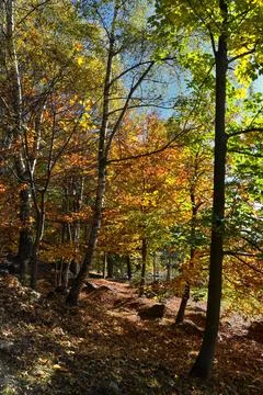 Autumn forest. Stock Photos