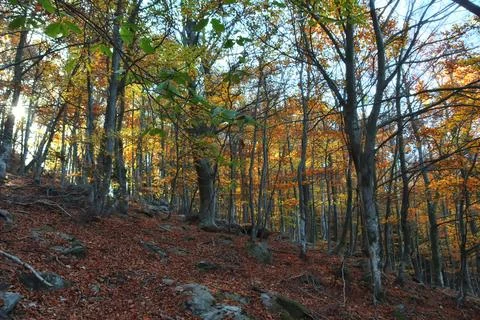 Autumn forest. Stock Photos