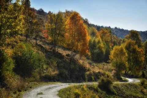 Autumn forest. Stock Photos