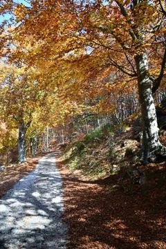 Autumn forest. Stock Photos