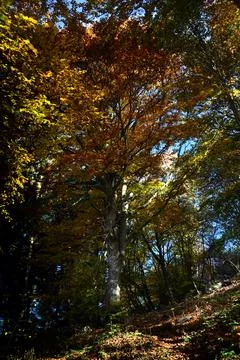Autumn forest. Stock Photos