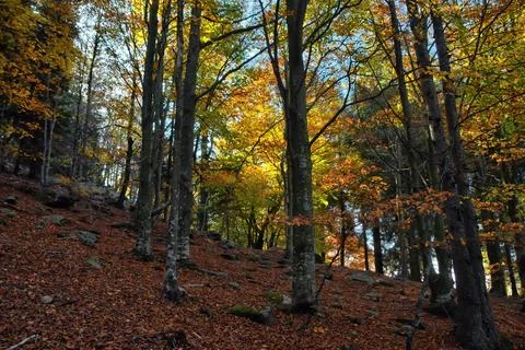 Autumn forest. Stock Photos