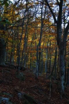 Autumn forest. Stock Photos