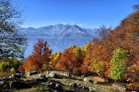 Autumn forest. Stock Photos