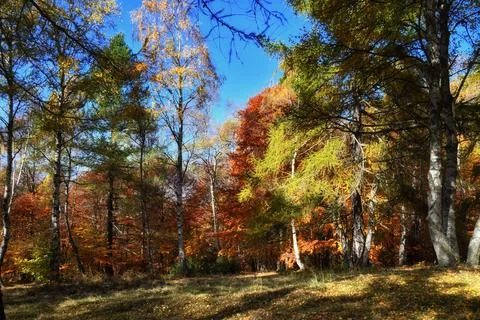 Autumn forest. Stock Photos
