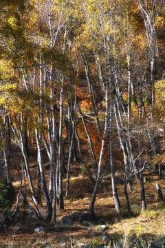 Autumn forest. Stock Photos