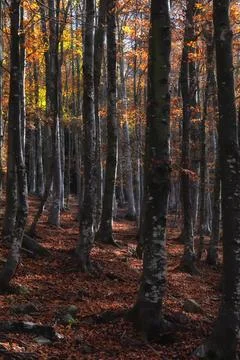 Autumn forest. Stock Photos