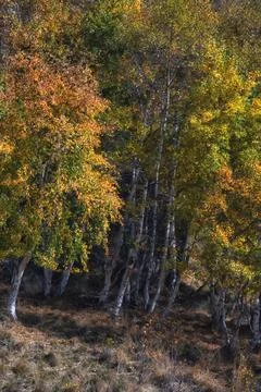 Autumn forest. Stock Photos