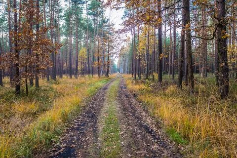 Autumn in forest Stock-Fotos