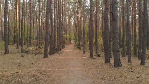 Autumn Forest. Pine Forest Trail Stock Footage 117281421