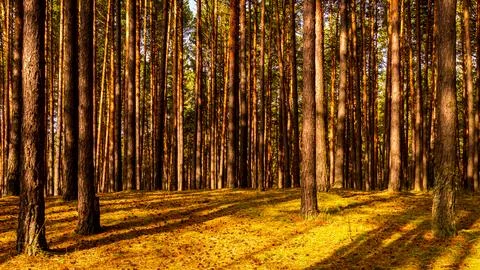 Autumn forest with pine trees standing in rows. Stock Photos