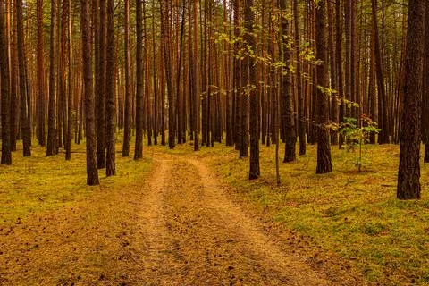 Autumn forest with pine trees standing in rows. Stock Photos