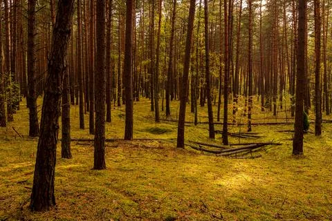 Autumn forest with pine trees standing in rows. Stock Photos