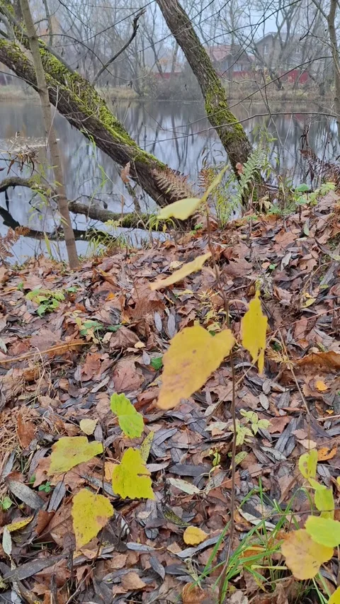 Autumn forest pond with fallen leaves and reflection in the water Stock Footage 319898055