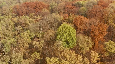 Autumn forest prepares for winter. Very beautiful foliage. Stock Footage 120401955