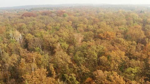 Autumn forest prepares for winter. Very beautiful foliage. Stock Footage 120402026