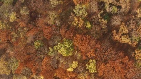 Autumn forest prepares for winter. Very beautiful foliage. Stock Footage 120402812