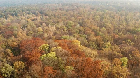 Autumn forest prepares for winter. Very beautiful foliage. Stock Footage 120403087