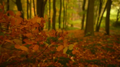 Autumn forest rack focus Stock Footage 59537906