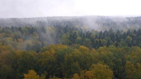 Autumn forest in the rain Stock Footage 80808761