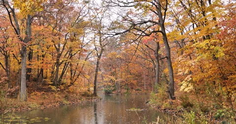 Autumn forest  in a rain Vídeos de archivo 220841897