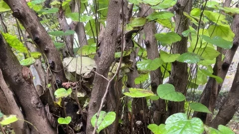 Autumn Forest Rain Stock Footage 321489877