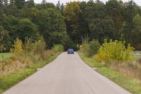Autumn forest in the rays of the sun and the road in autumn colors. Day. Stock Photos