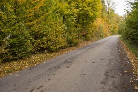 Autumn forest in the rays of the sun and the road in autumn colors. Day. Stock Photos
