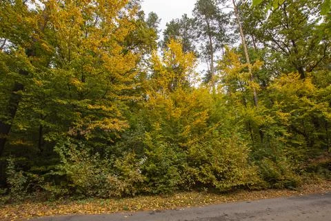 Autumn forest in the rays of the sun and the road in autumn colors. Day. Stock Photos