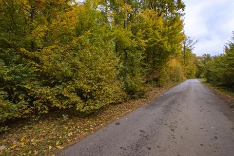 Autumn forest in the rays of the sun and the road in autumn colors. Day. Stock Photos