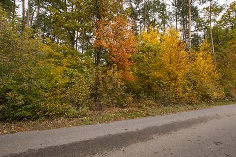 Autumn forest in the rays of the sun and the road in autumn colors. Day. Stock Photos