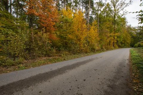 Autumn forest in the rays of the sun and the road in autumn colors. Day. Stock Photos