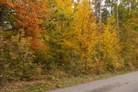 Autumn forest in the rays of the sun and the road in autumn colors. Day. Stock Photos