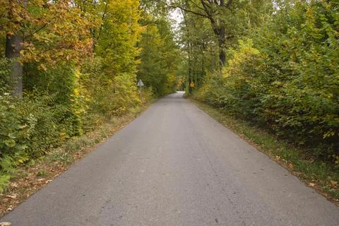 Autumn forest in the rays of the sun and the road in autumn colors. Day. Stock Photos