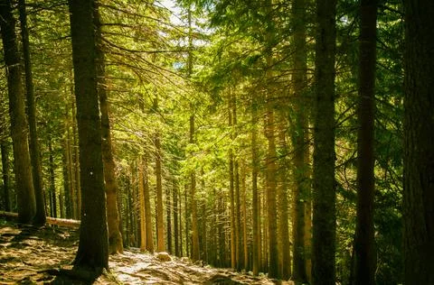 Autumn forest with the rays of the sun breaking through the branches of trees Stock Photos