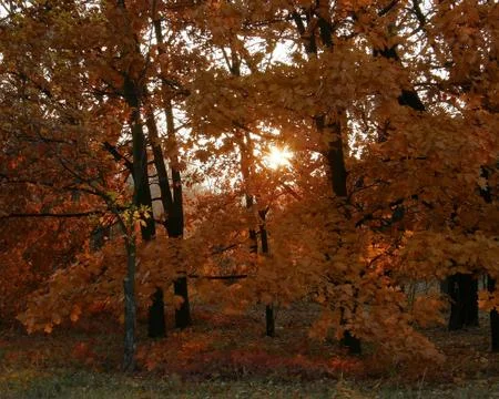 Autumn forest in a rays of sun Stock Photos