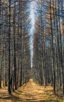 Autumn forest with rays of warm light, illuminating golden foliage and walking Stock Photos
