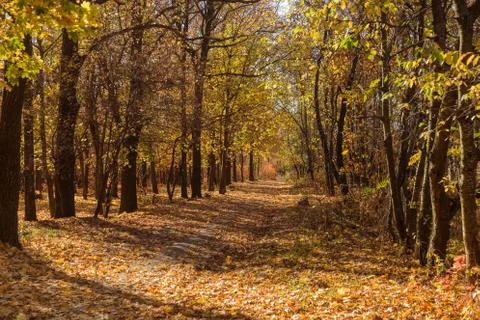 Autumn forest with rays of warm light illuminating the golden foliage and foo Foto stock