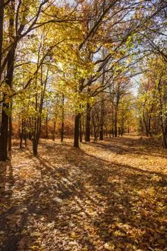 Autumn forest with rays of warm light illuminating the golden foliage and foo Stock Photos