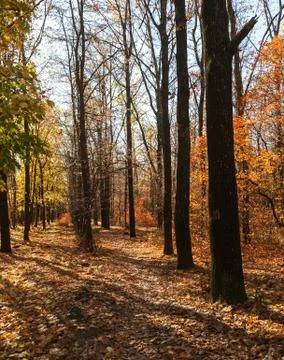Autumn forest with rays of warm light illuminating the golden foliage and foo Stock Photos