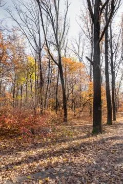 Autumn forest with rays of warm light illuminating the golden foliage and foo Foto stock
