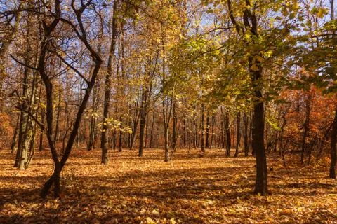 Autumn forest with rays of warm light illuminating the golden foliage and foo Stock Photos
