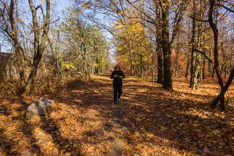 Autumn forest with rays of warm light illuminating the golden foliage and foo Stock Photos