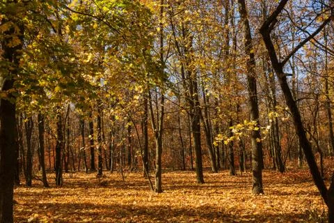 Autumn forest with rays of warm light illuminating the golden foliage and foo Stock Photos