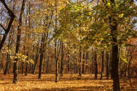 Autumn forest with rays of warm light illuminating the golden foliage and foo Stock Photos