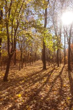 Autumn forest with rays of warm light illuminating the golden foliage and foo Stock Photos