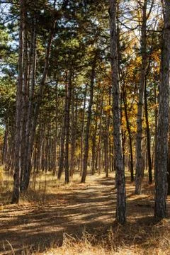 Autumn forest with rays of warm light illuminating the golden foliage and foo Stock Photos