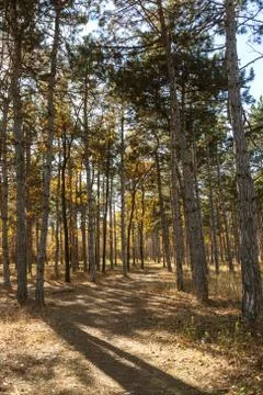 Autumn forest with rays of warm light illuminating the golden foliage and foo Stock Photos