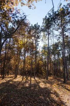 Autumn forest with rays of warm light illuminating the golden foliage and foo Stock Photos